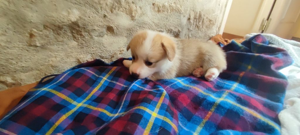 Du Clan De Glencoe - Chiots disponibles - Welsh Corgi Pembroke