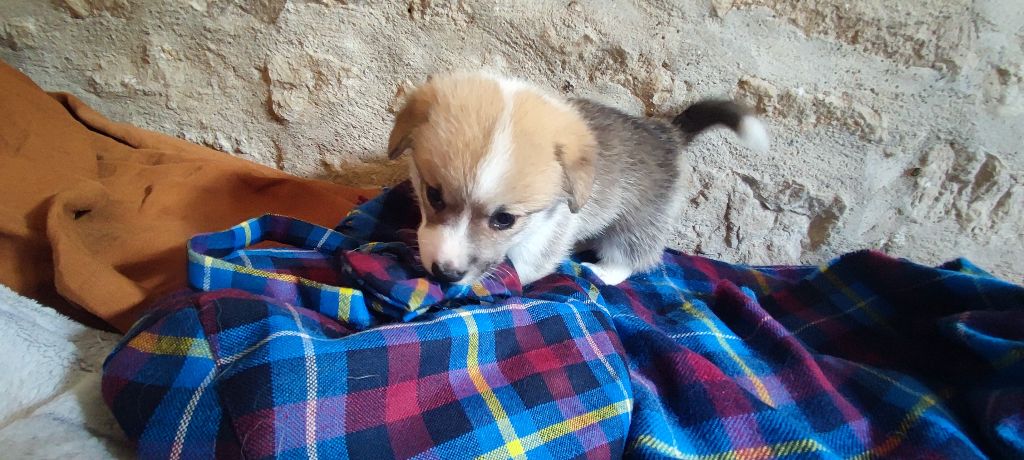 Du Clan De Glencoe - Chiots disponibles - Welsh Corgi Pembroke