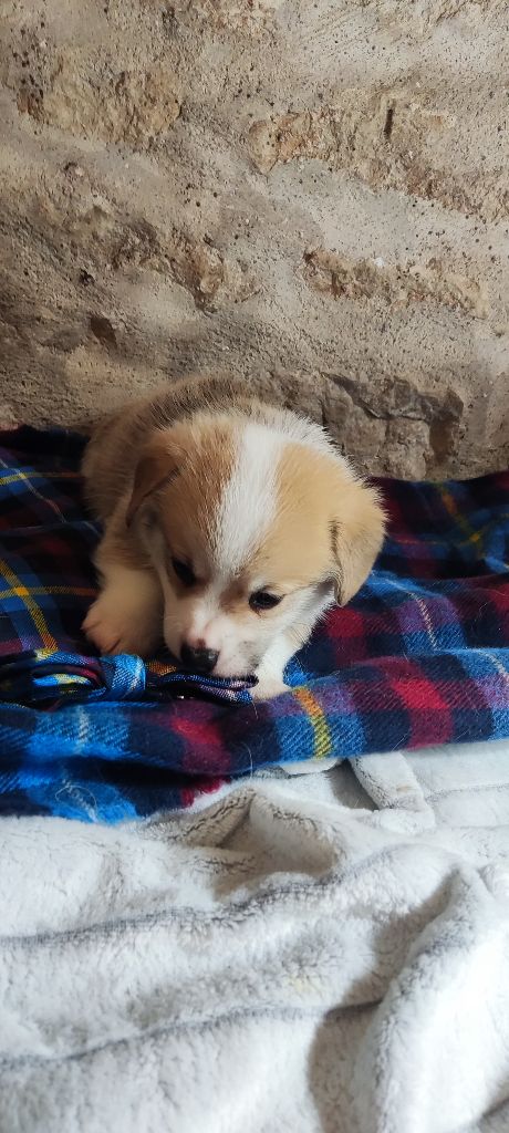 Du Clan De Glencoe - Chiots disponibles - Welsh Corgi Pembroke