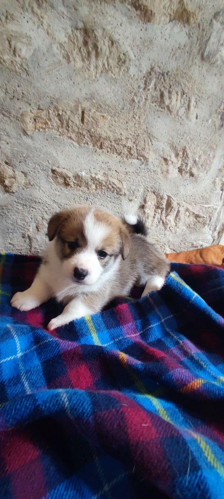 Du Clan De Glencoe - Chiots disponibles - Welsh Corgi Pembroke