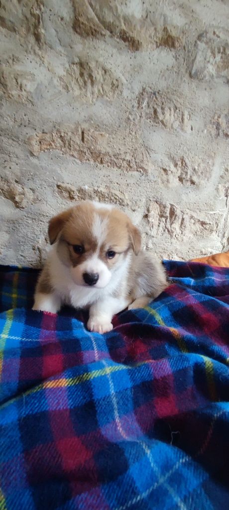 Du Clan De Glencoe - Chiots disponibles - Welsh Corgi Pembroke